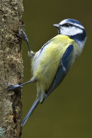 Blue Tit